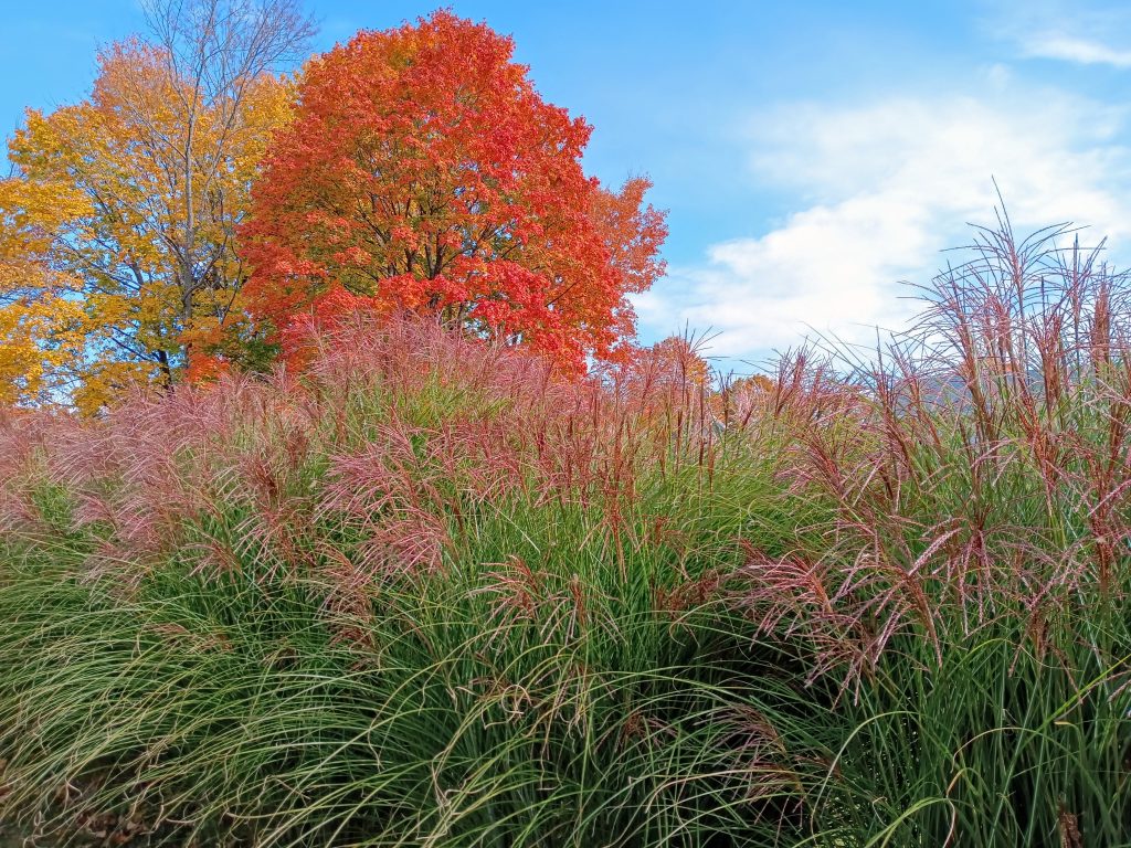 Fall foliage Oct. 2022, Lenox, MA in the Berkshires; Dave Read photo.
